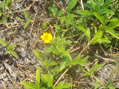 Sphagneticola trilobata