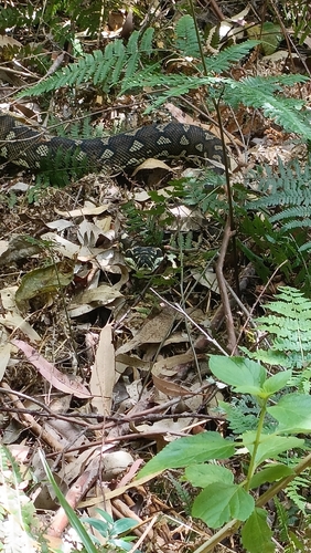 Diamond Python sighting