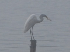Ardea alba
