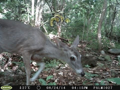 Odocoileus virginianus sinaloae