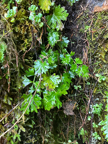 Flett's Ragwort (Packera flettii)