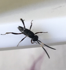 Insecta