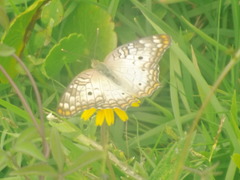 Anartia jatrophae