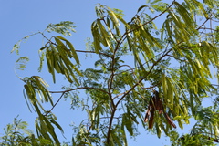 Leucaena leucocephala