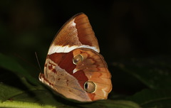 Thauria lathyi