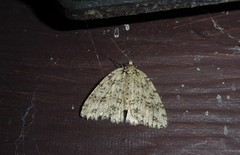 Pseudocoremia rudisata