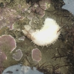 Eupentacta quinquesemita