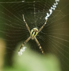 Argiope dang