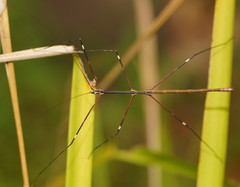 Candovia annulata