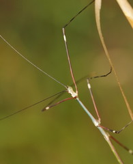 Candovia annulata