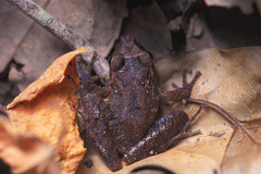 Craugastor crassidigitus