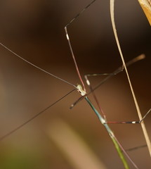 Candovia annulata