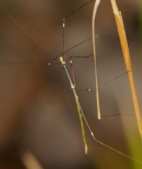Candovia annulata