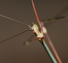 Candovia annulata
