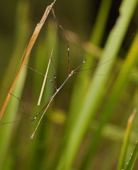 Candovia annulata