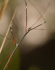 Candovia annulata