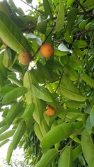 Diospyros malabarica