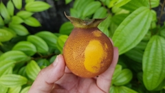 Diospyros malabarica