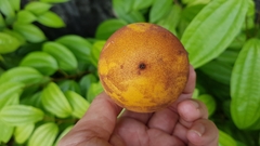 Diospyros malabarica