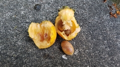 Diospyros malabarica