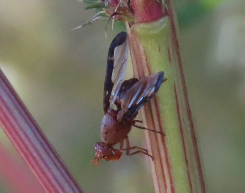 Unknown species found near Sierra County, NM, USA