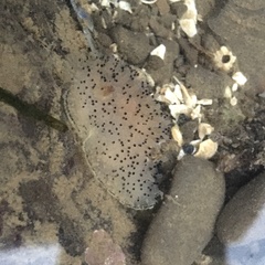 Acanthodoris rhodoceras image