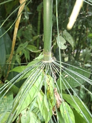 Equisetum × schaffneri
