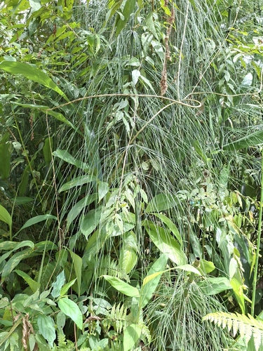 Equisetum × schaffneri, photograph 1