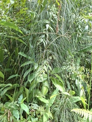 Equisetum × schaffneri, photograph Daniel Mesa, CC BY, iNaturalist via GBIF