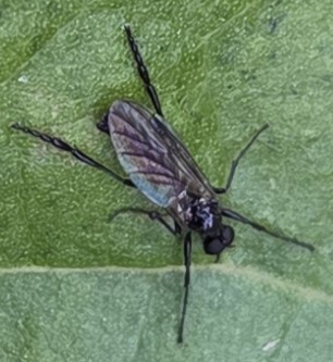 Unknown species found near Severna Park, MD, USA