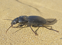 Pterostichus melas
