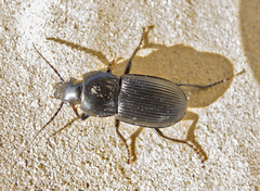 Pterostichus melas