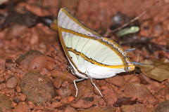 Polyura dolon