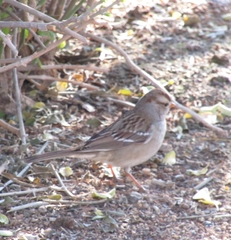 Zonotrichia leucophrys