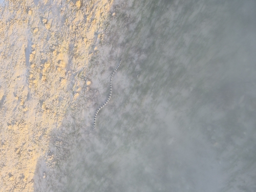 Black-ringed Sea Snake sighting
