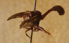 Physocephala burgessi
