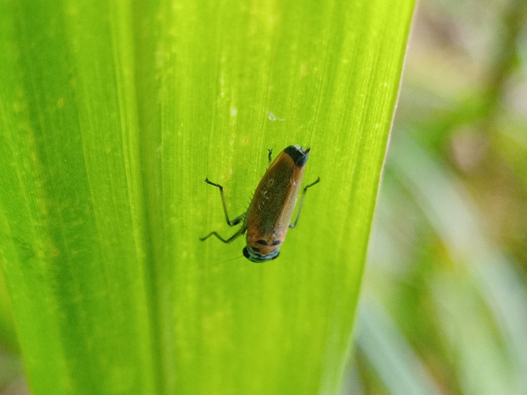 Stehlikiana latercula