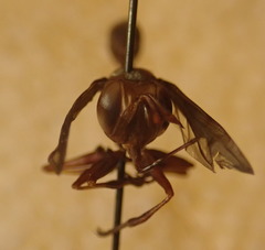Physocephala burgessi