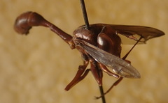 Physocephala burgessi