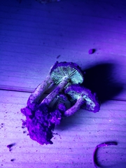 Pholiota brunnescens