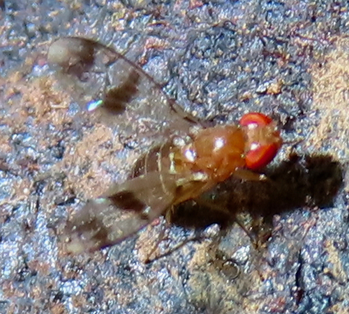 Unknown species found near Whiteoak Canyon Trail, Virginia, USA