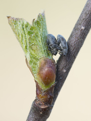 Orchestes calceatus