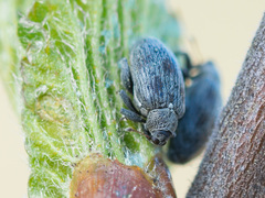 Orchestes calceatus