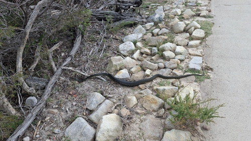 Diamond Python sighting