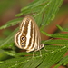 Siamese Ringlet - Photo (c) Andrew Pierce, some rights reserved (CC BY-NC), uploaded by Andrew Pierce