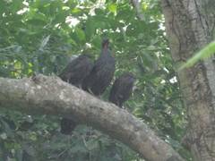 Penelope superciliaris