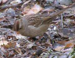 Zonotrichia leucophrys