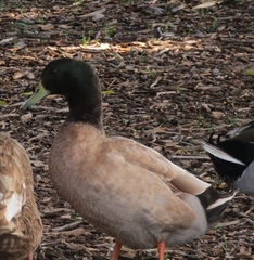 Anas platyrhynchos domesticus