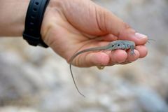 Aspidoscelis marmoratus