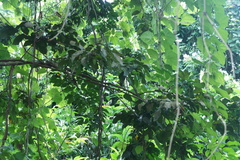 Pycnonotus zeylanicus